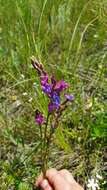 Image of Oxytropis knjazevii