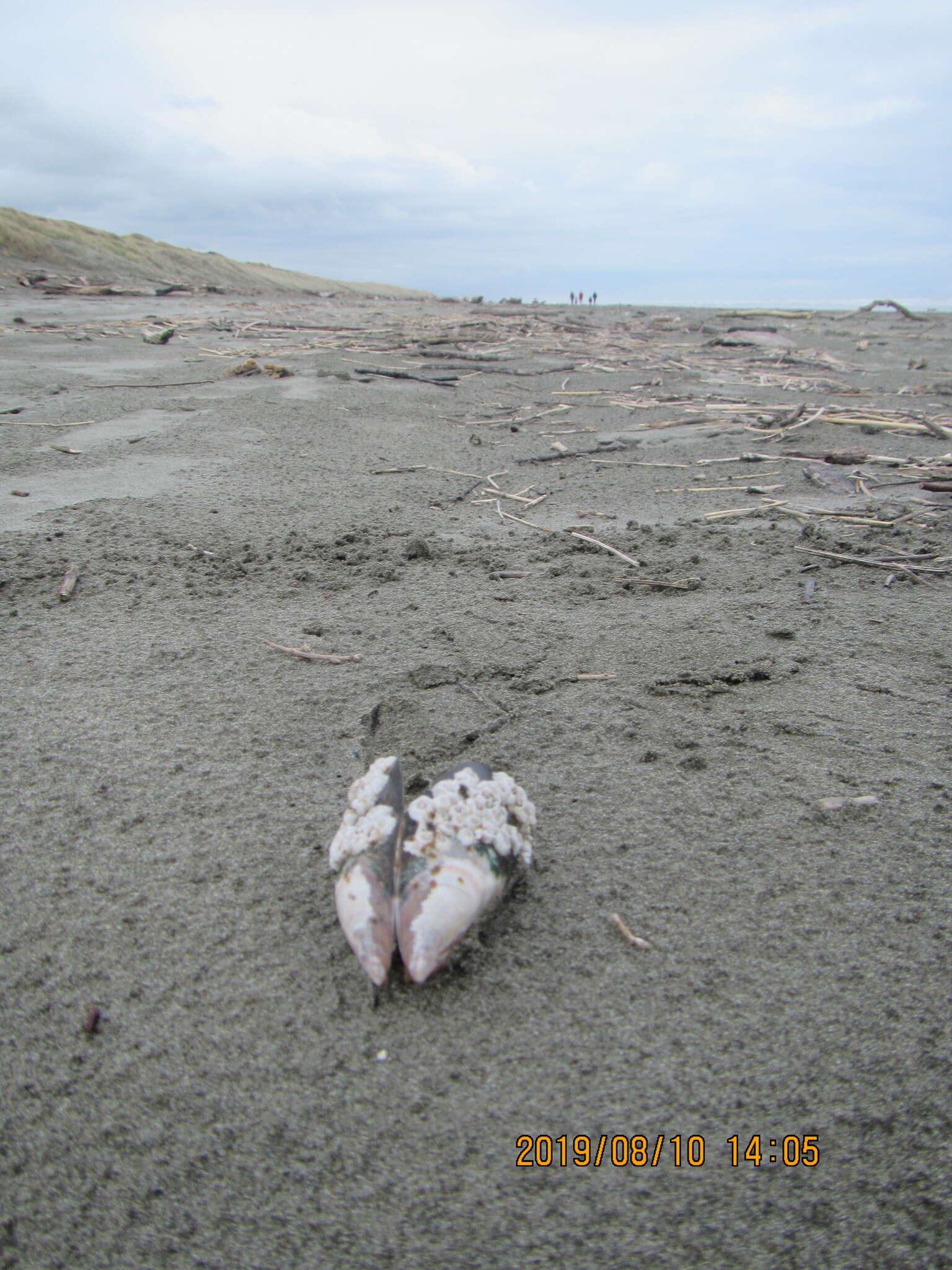 Image of New Zealand barnacle