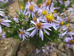 Image de Felicia filifolia subsp. filifolia