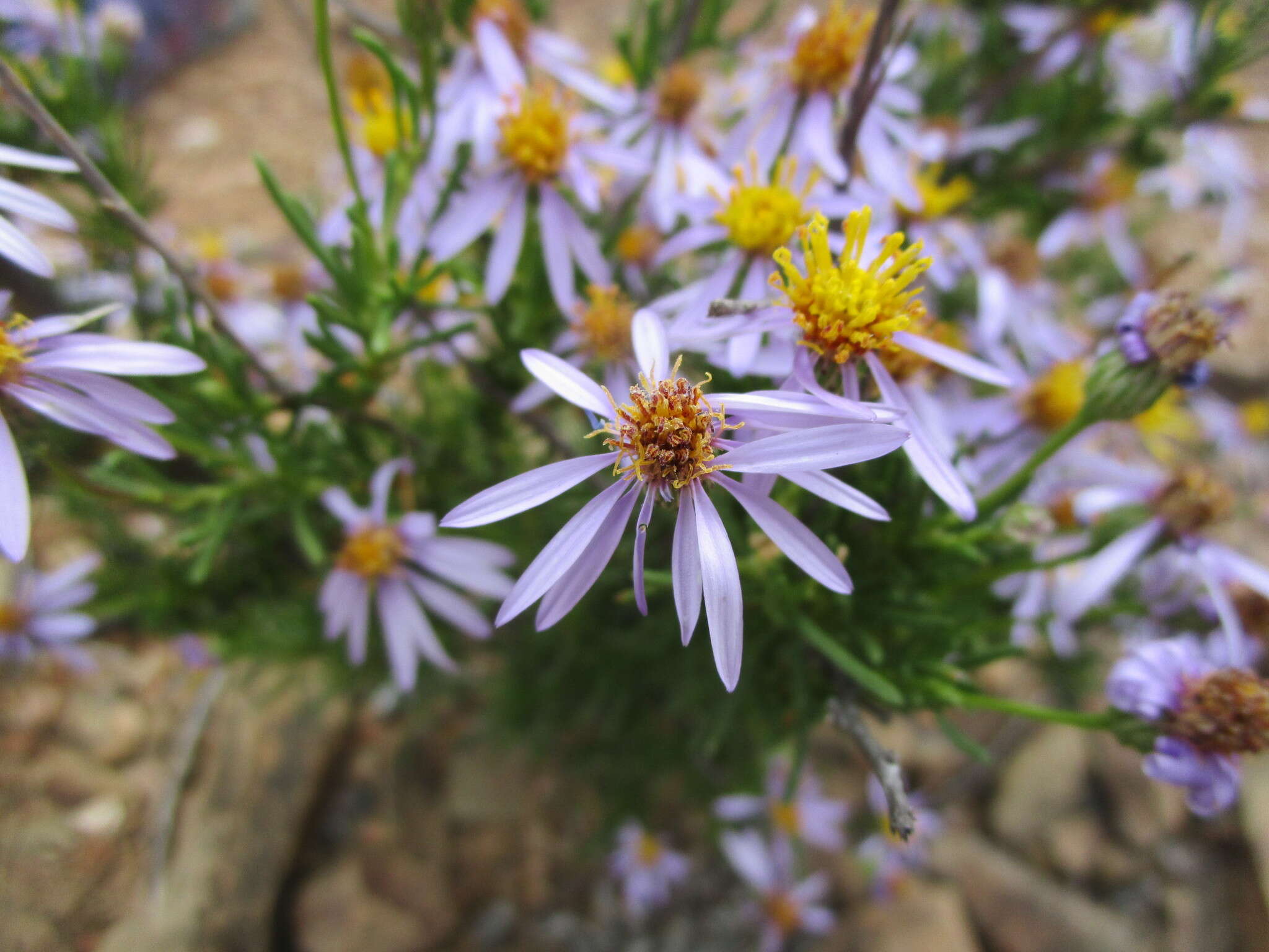 Image of Felicia filifolia subsp. filifolia