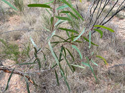 Image of Green mallee