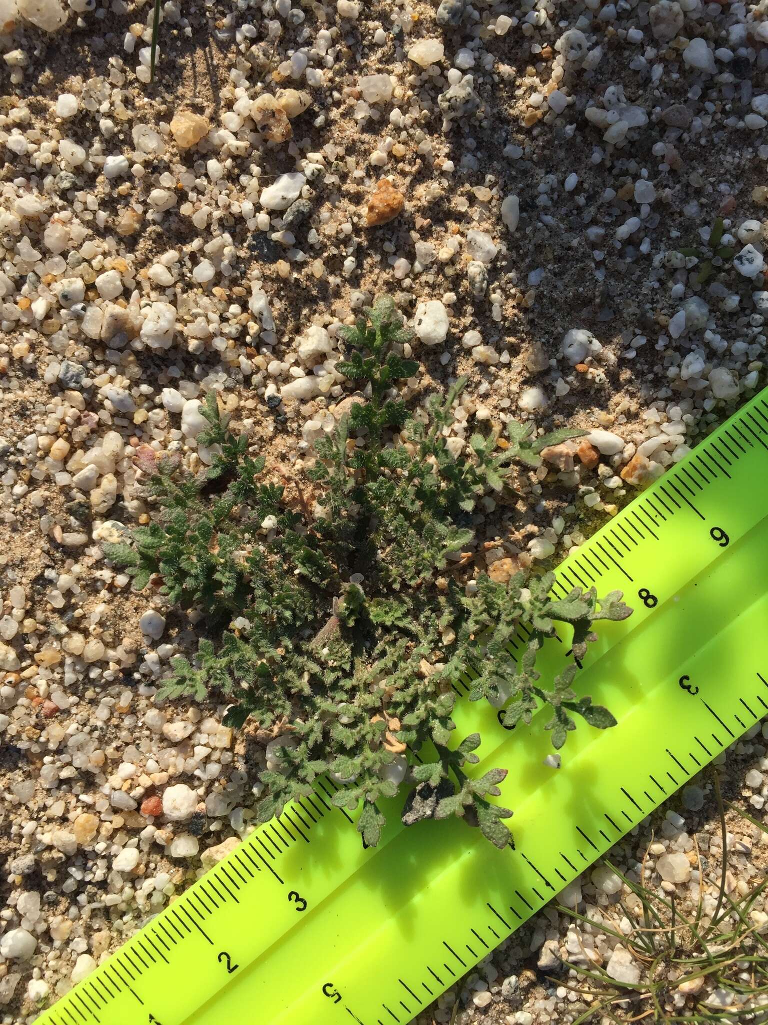 Image of shaggyfruit pepperweed