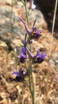 Image of Delphinium peregrinum L.