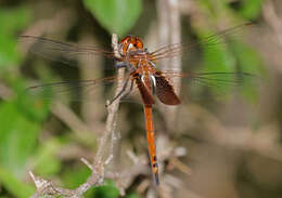 Tramea insularis Hagen 1861 resmi