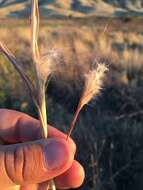 صورة Bothriochloa barbinodis (Lag.) Herter