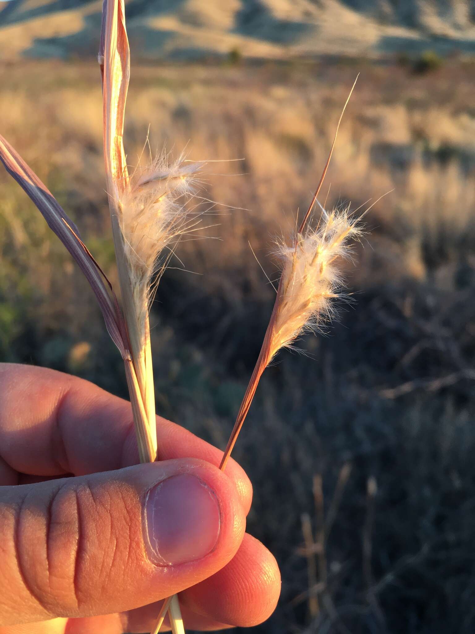 Image of cane bluestem