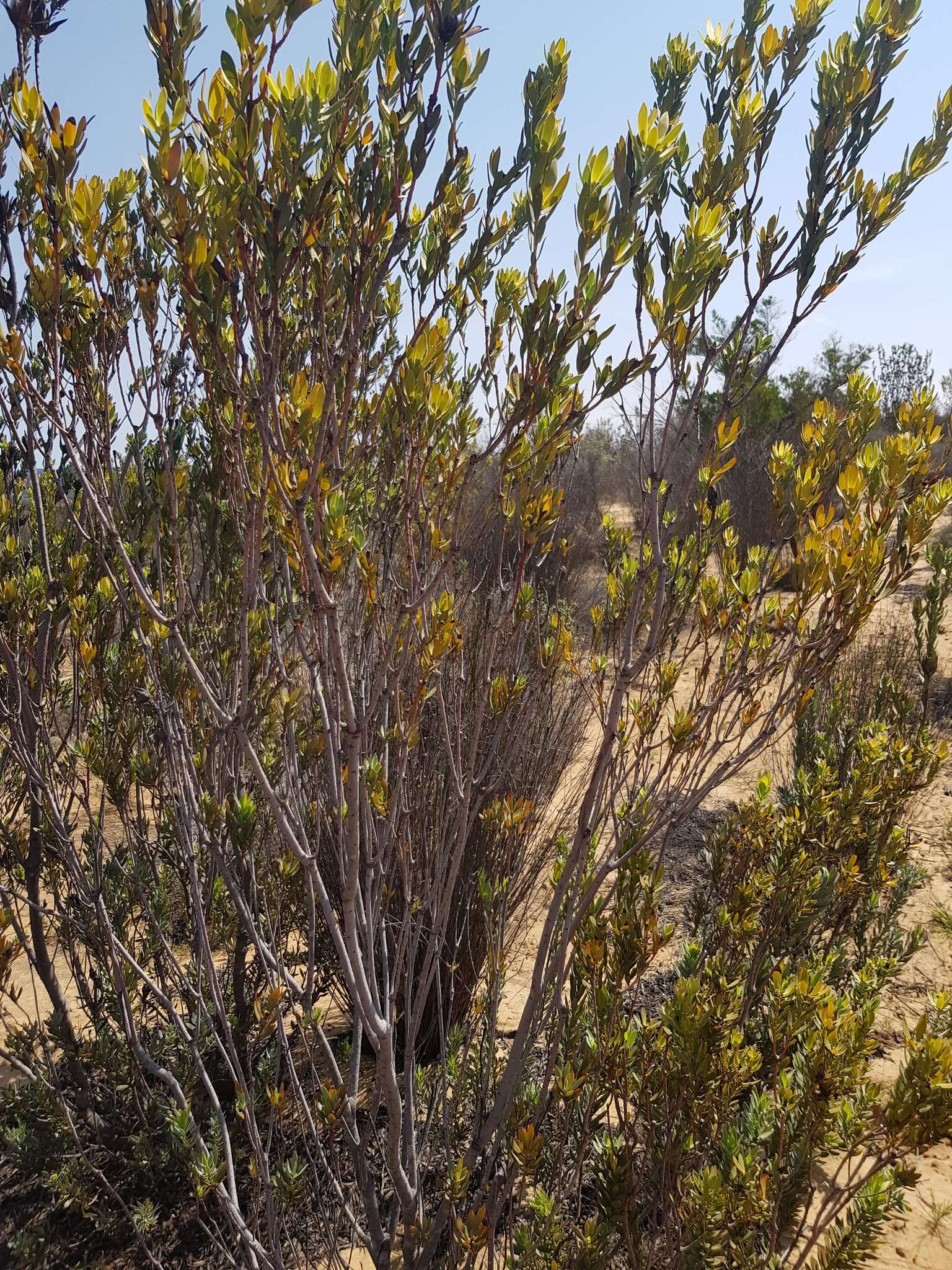 Image of Ivory conebush