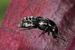 Image of Hairy Rove Beetle