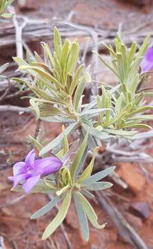 صورة Eremophila citrina Chinnock