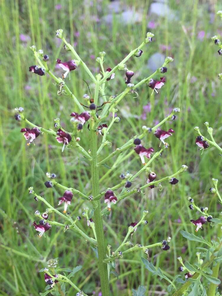 Image of Hopp's figwort