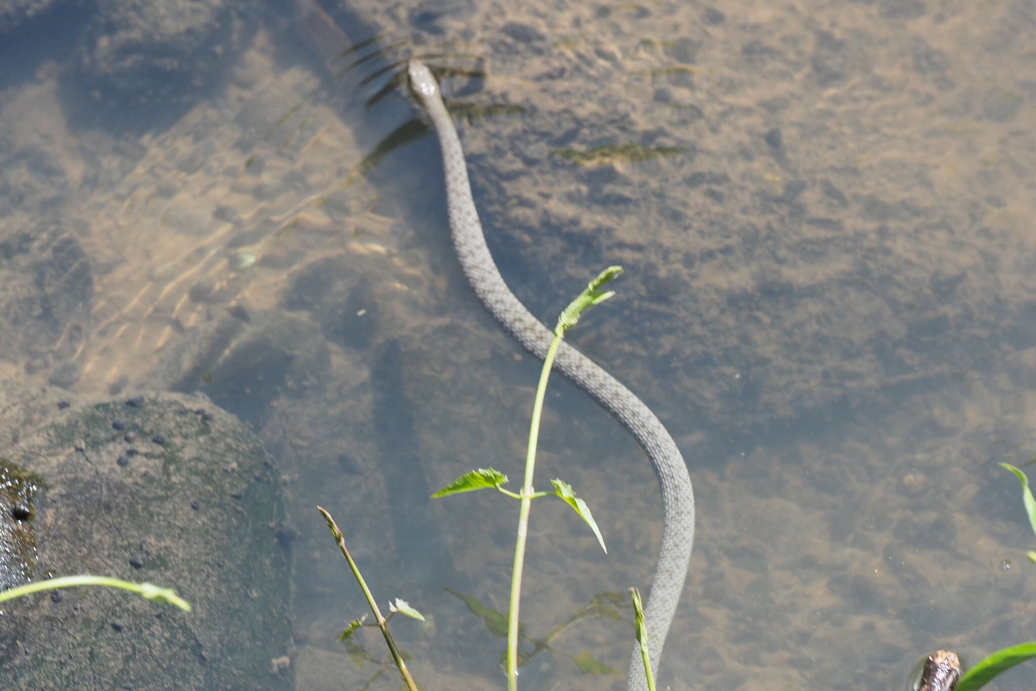 Image of <i>Trimerodytes percarinatus suriki</i>