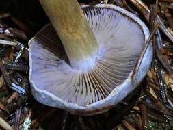 Image of Cortinarius volvatus A. H. Sm. 1939