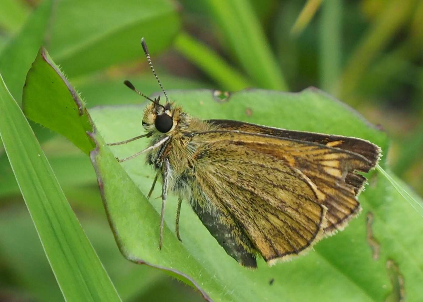 Image of Ochlodes ochracea Bremer 1861