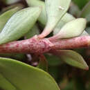 Coprosma propinqua var. latiuscula Allan resmi