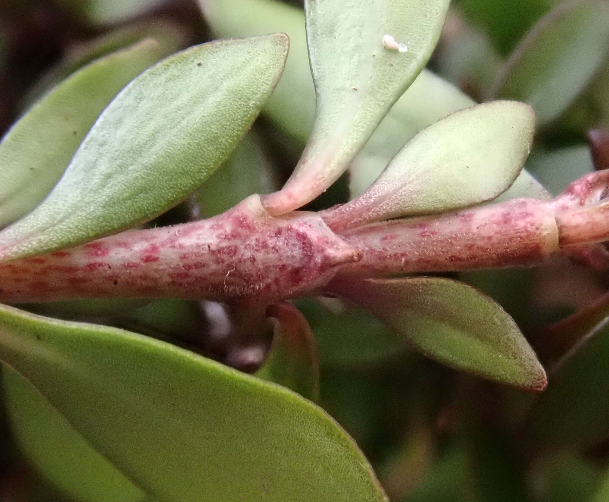 Слика од Coprosma propinqua var. latiuscula Allan