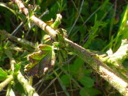 Plancia ëd Hermannia rugosa Adamson