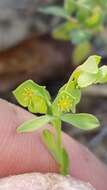 Euphorbia austrotexana var. austrotexana resmi