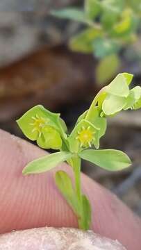 Euphorbia austrotexana Mayfield resmi