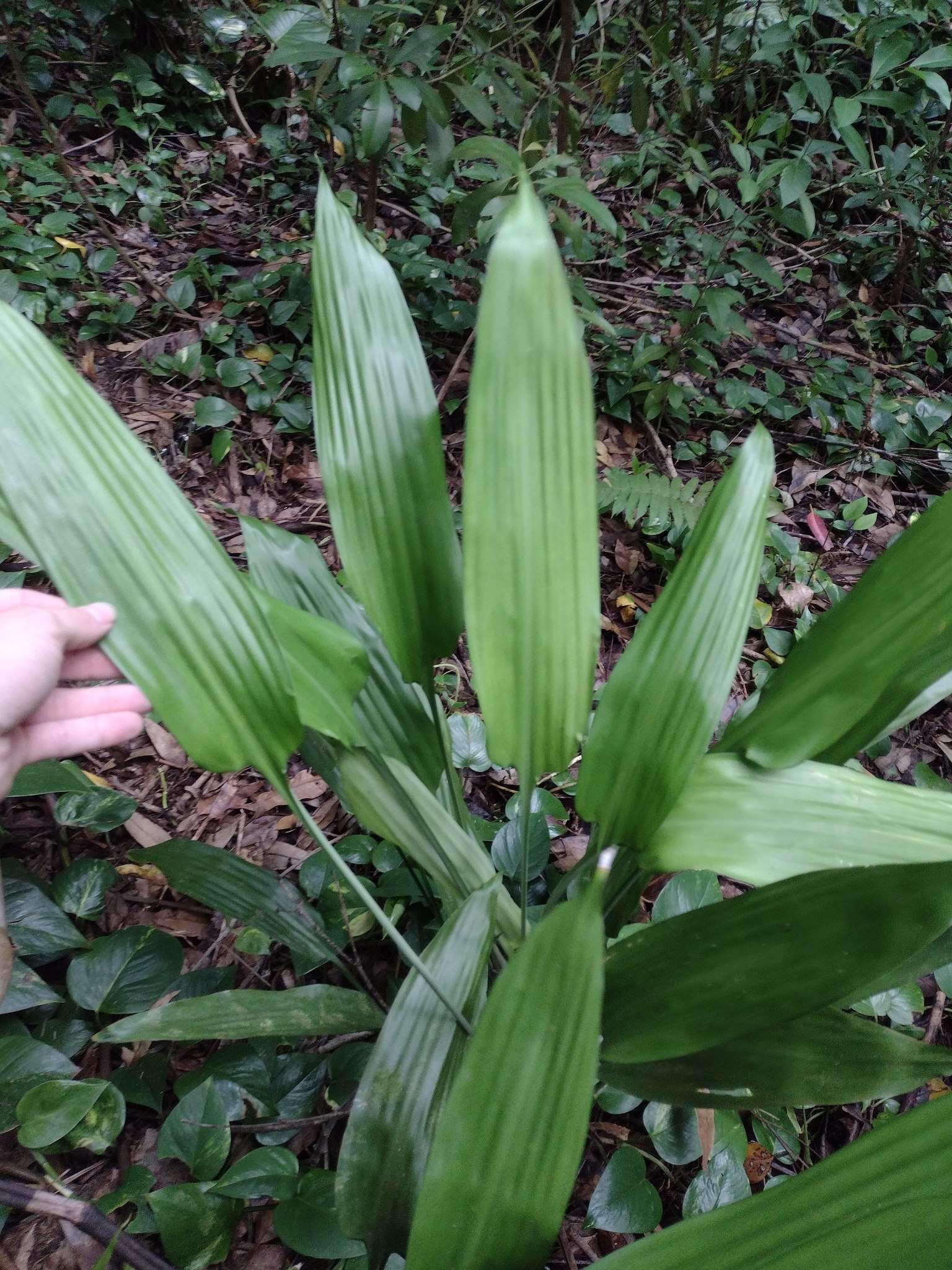 Image of Dracaena aubryana Brongn. ex É. Morren