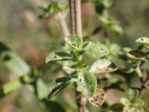 Image of Syncolostemon densiflorus Benth.