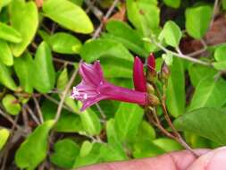 Sivun Jacquemontia solanifolia (L.) Hall. fil. kuva