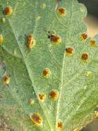 Image of Puccinia modiolae P. Syd. & Syd. 1903