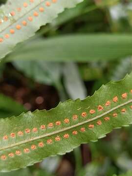 Goniophlebium persicifolium (Desv.) Bedd.的圖片