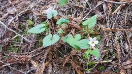 صورة Viola ocellata Torr. & Gray