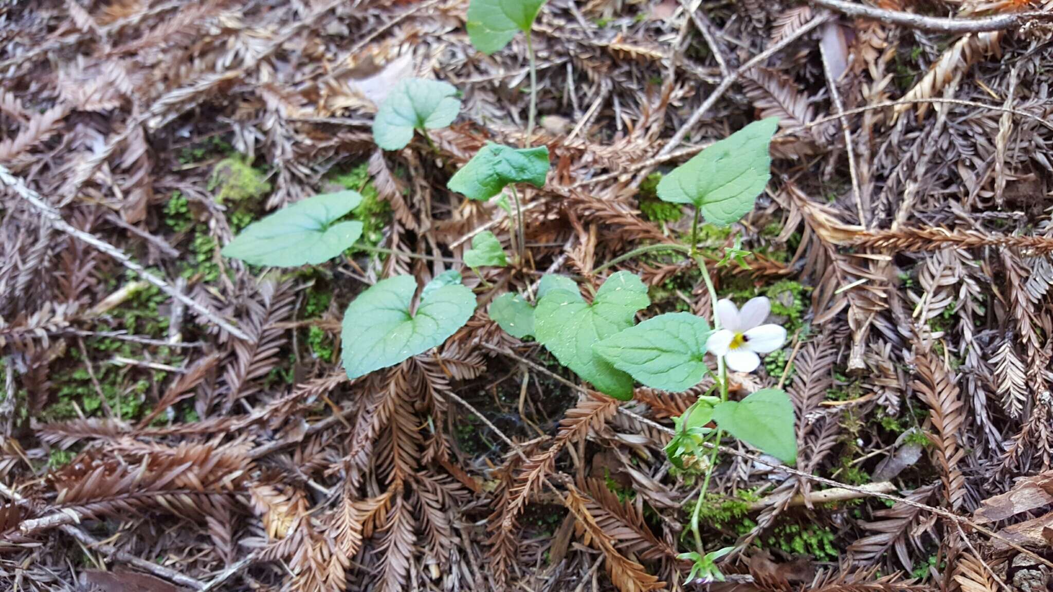 صورة Viola ocellata Torr. & Gray