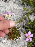 Image de Thecaphora capensis Roets & Dreyer 2008