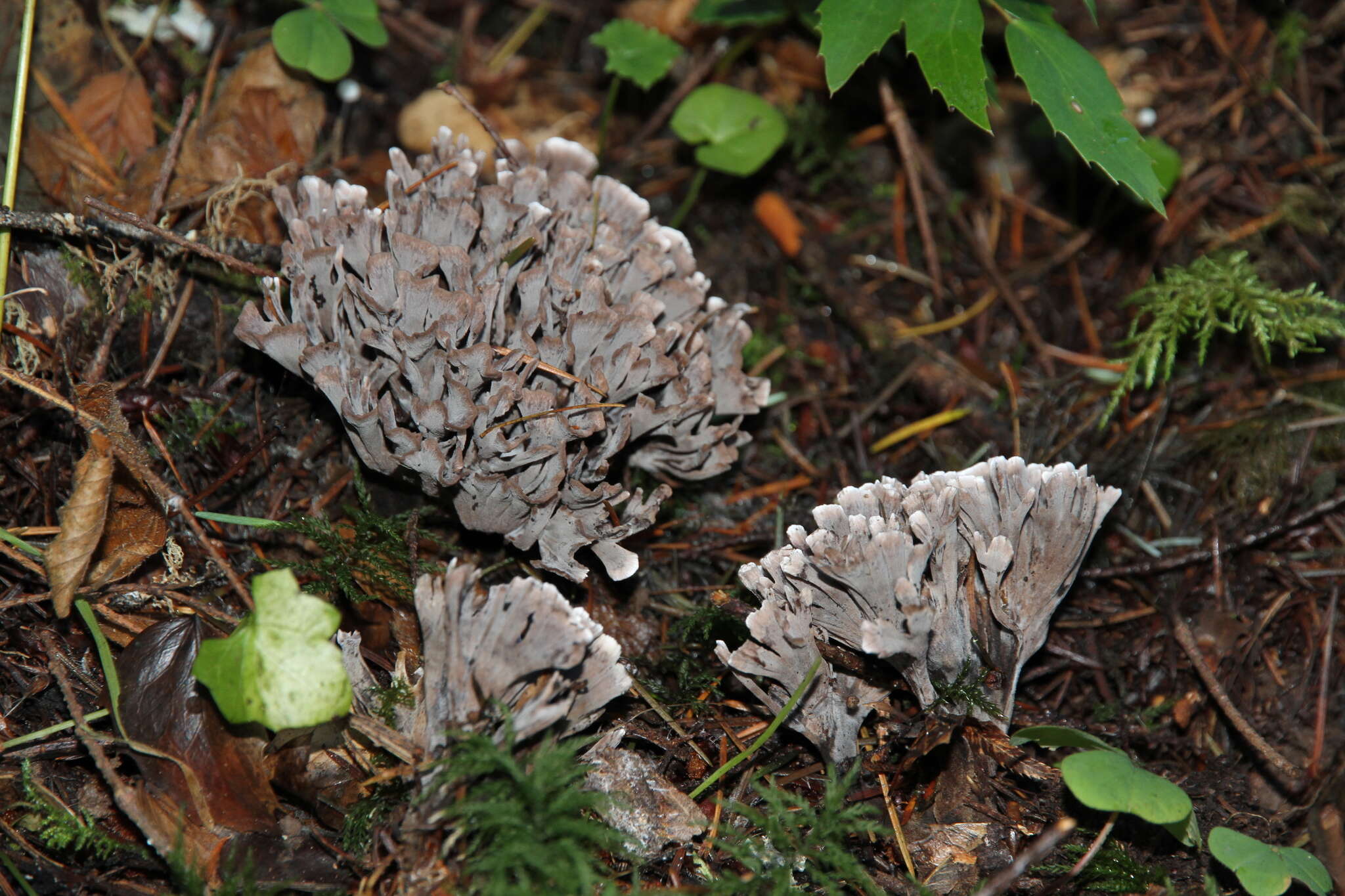 Image of fetid false coral