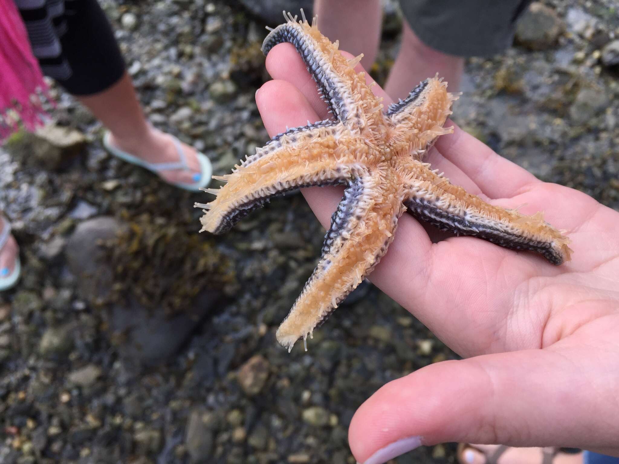 Image of Forbes sea star