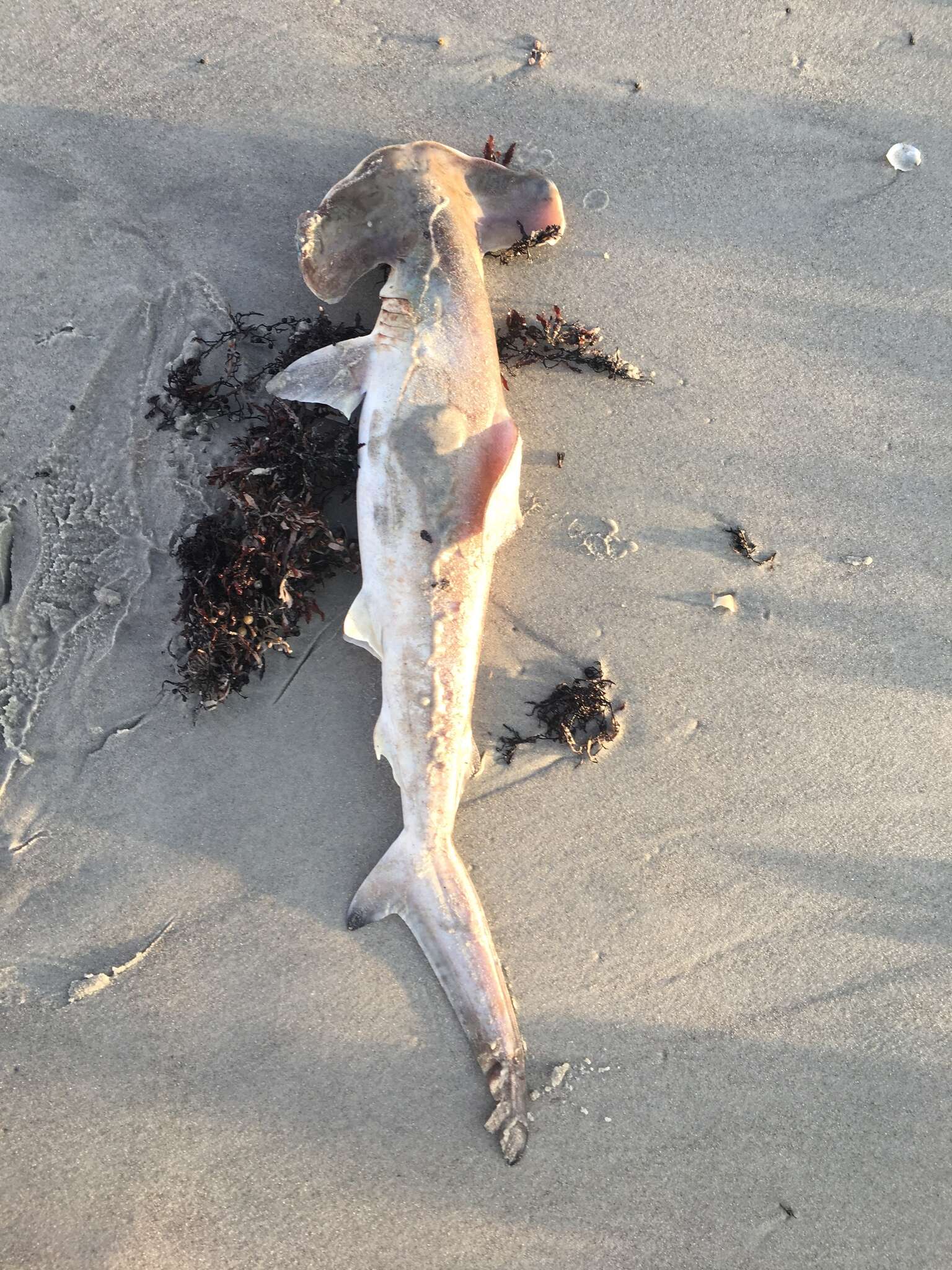 Image of hammerhead sharks