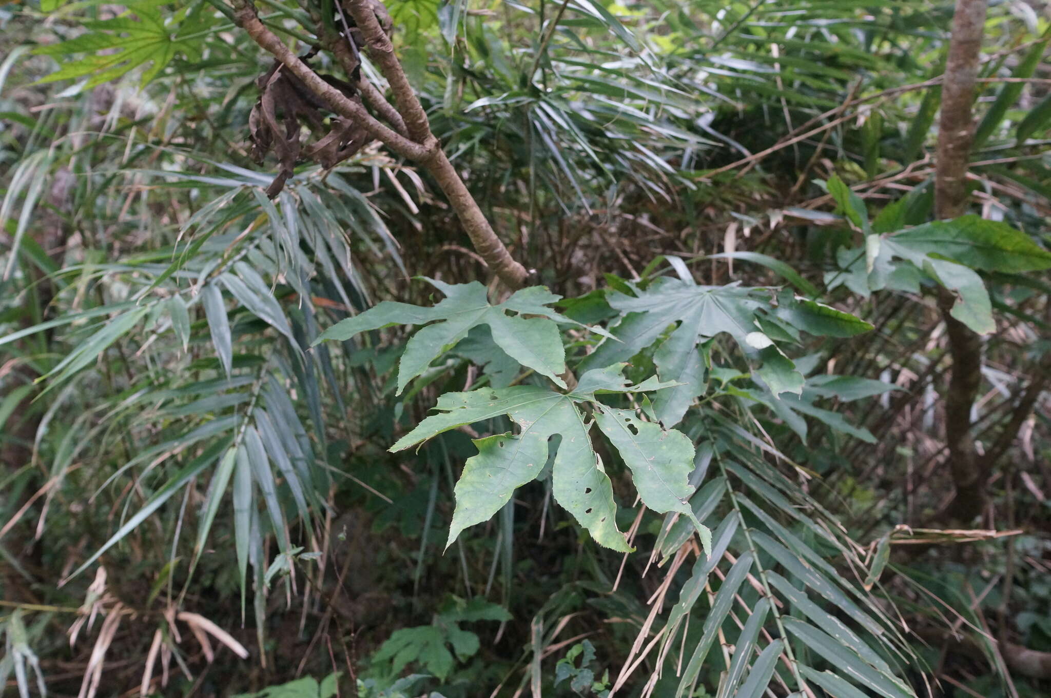 Image of Fatsia polycarpa Hayata