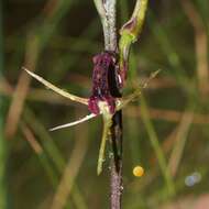 Image of Small tongue orchid