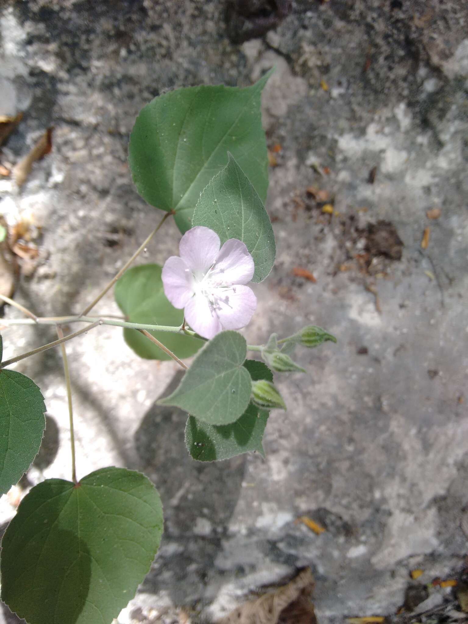 Image of Bastardiastrum gracile (Hochr.) D. M. Bates