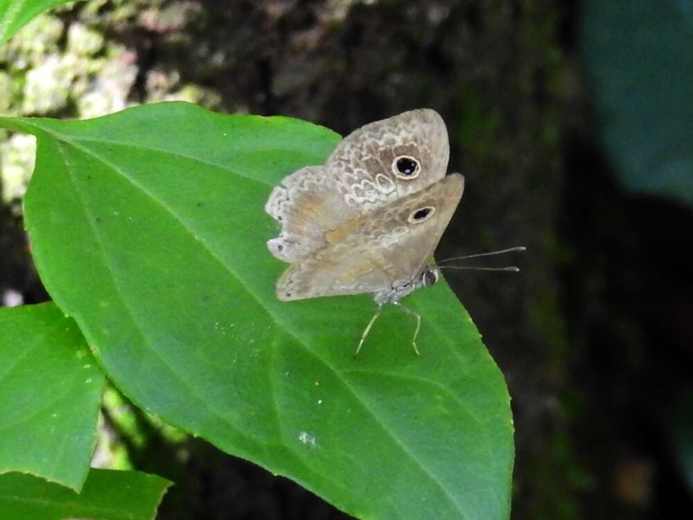 Perophthalma tullius Fabricius 1787 resmi