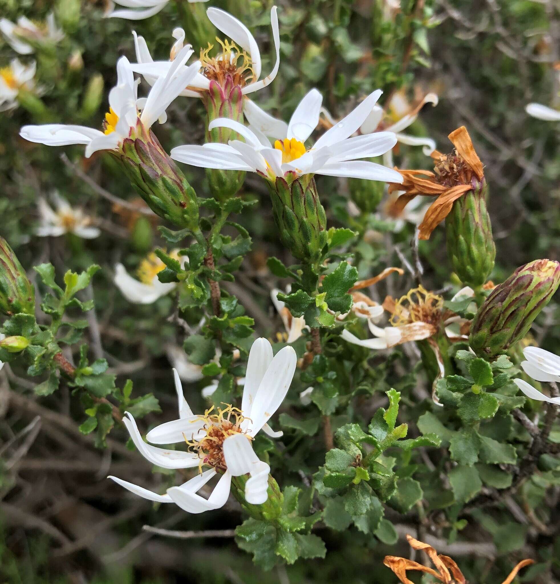 Image of Lime Daisy-bush