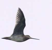 Image of Pin-tailed Snipe