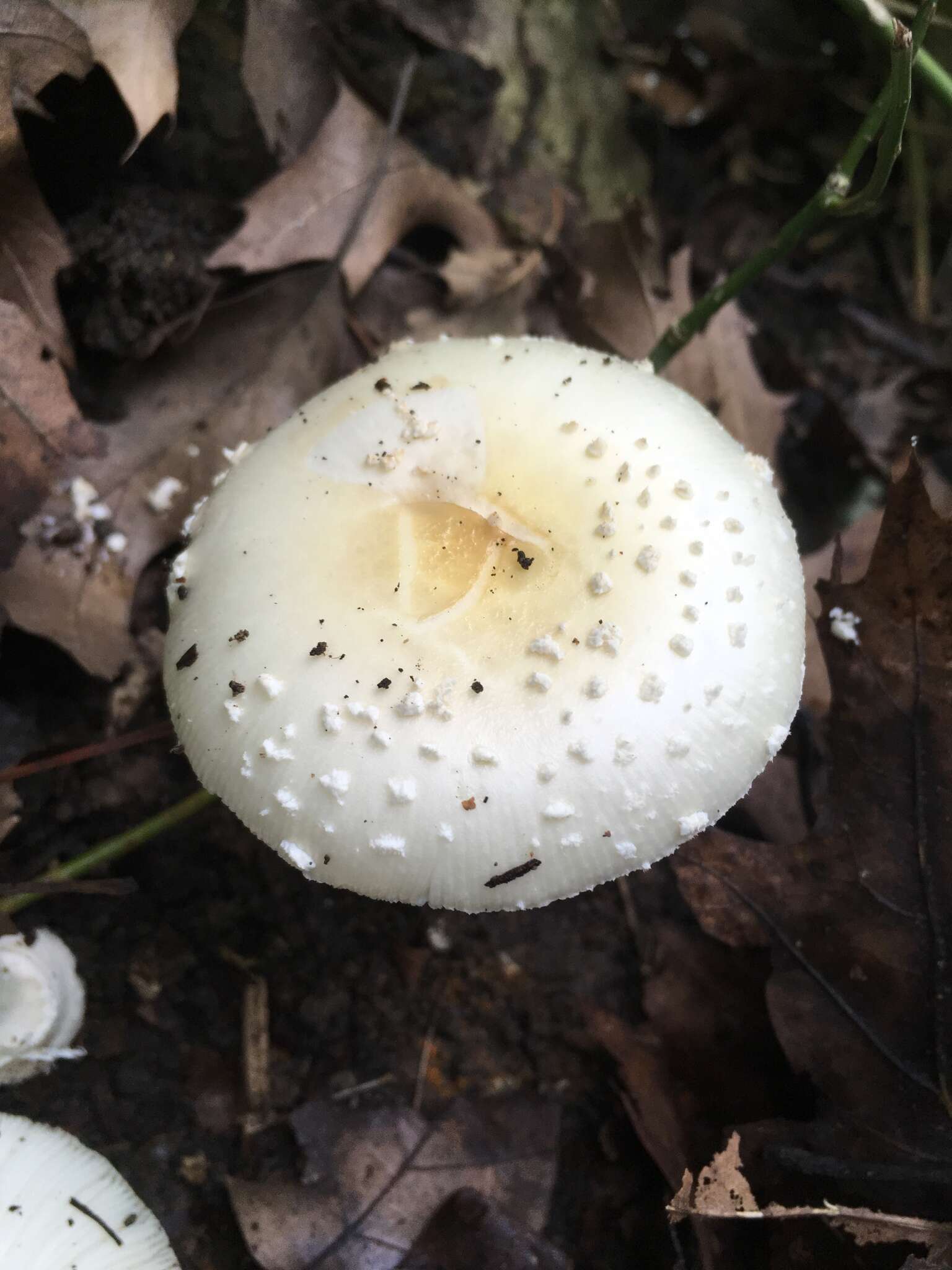 صورة Amanita multisquamosa Peck 1901