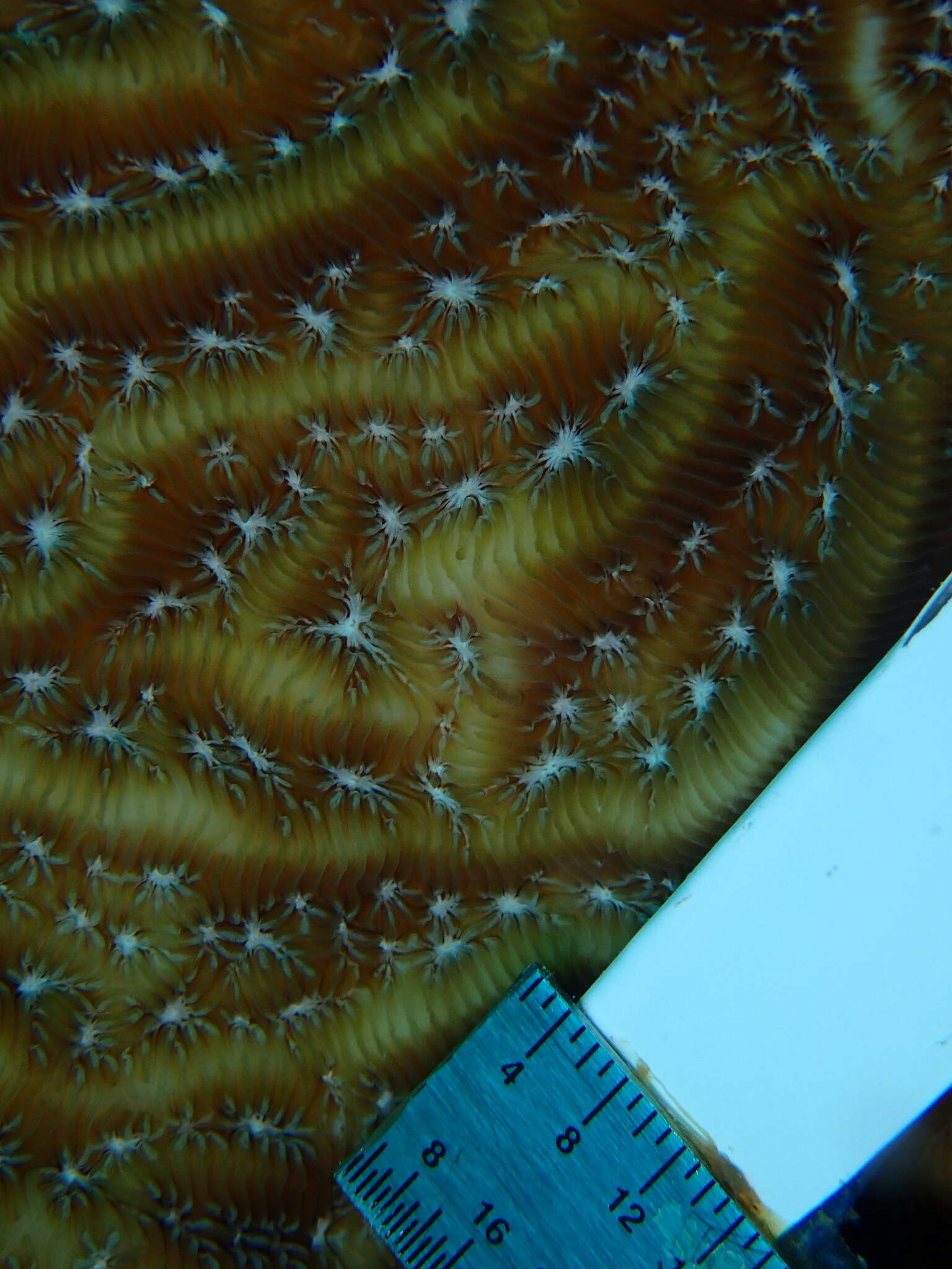 Image of Lamarck´s sheet coral