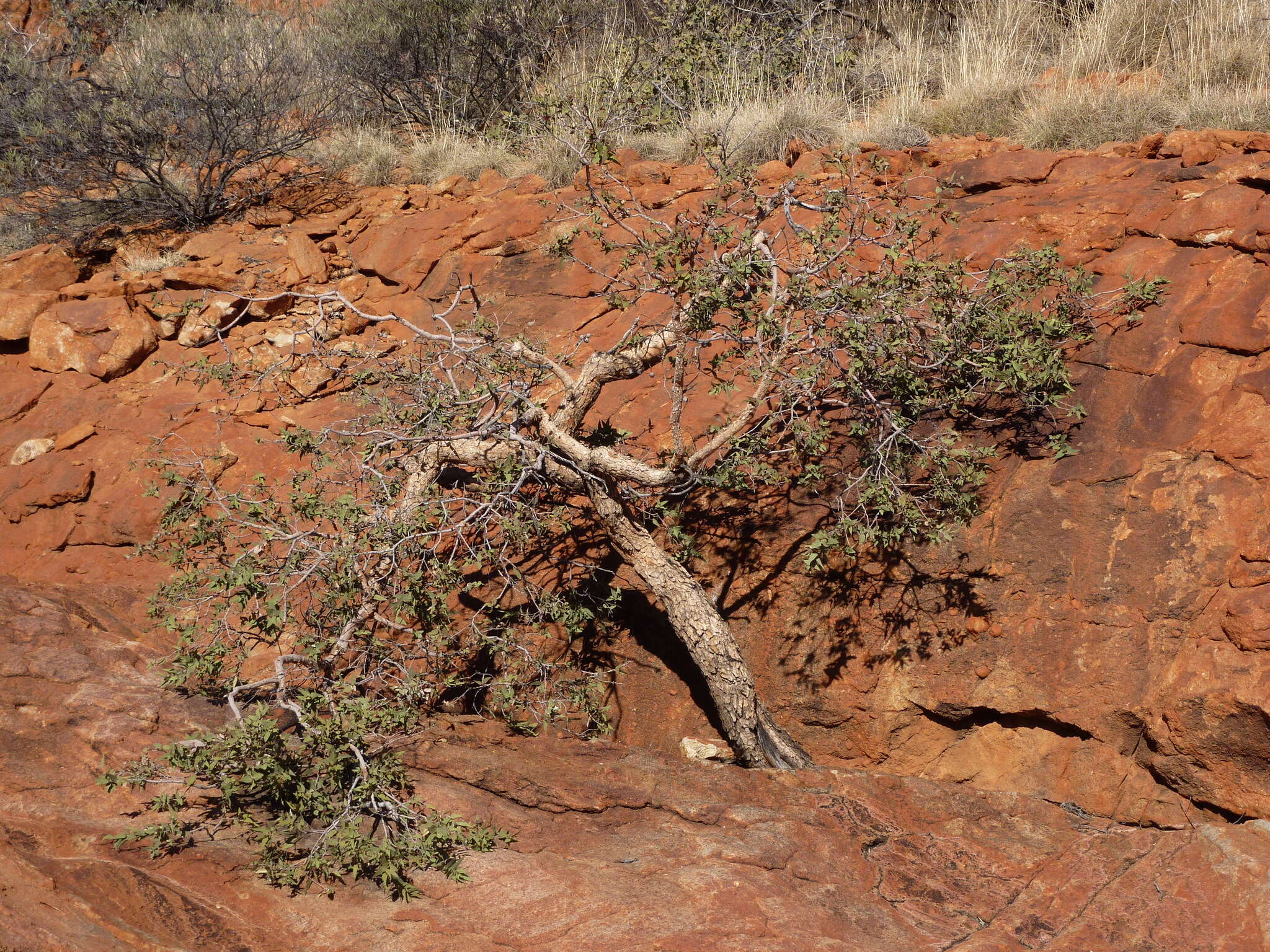 Image of Corymbia deserticola subsp. deserticola