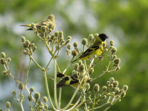 Image of Hooded Siskin