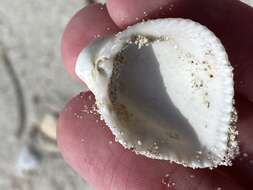 Image of Atlantic strawberry-cockle