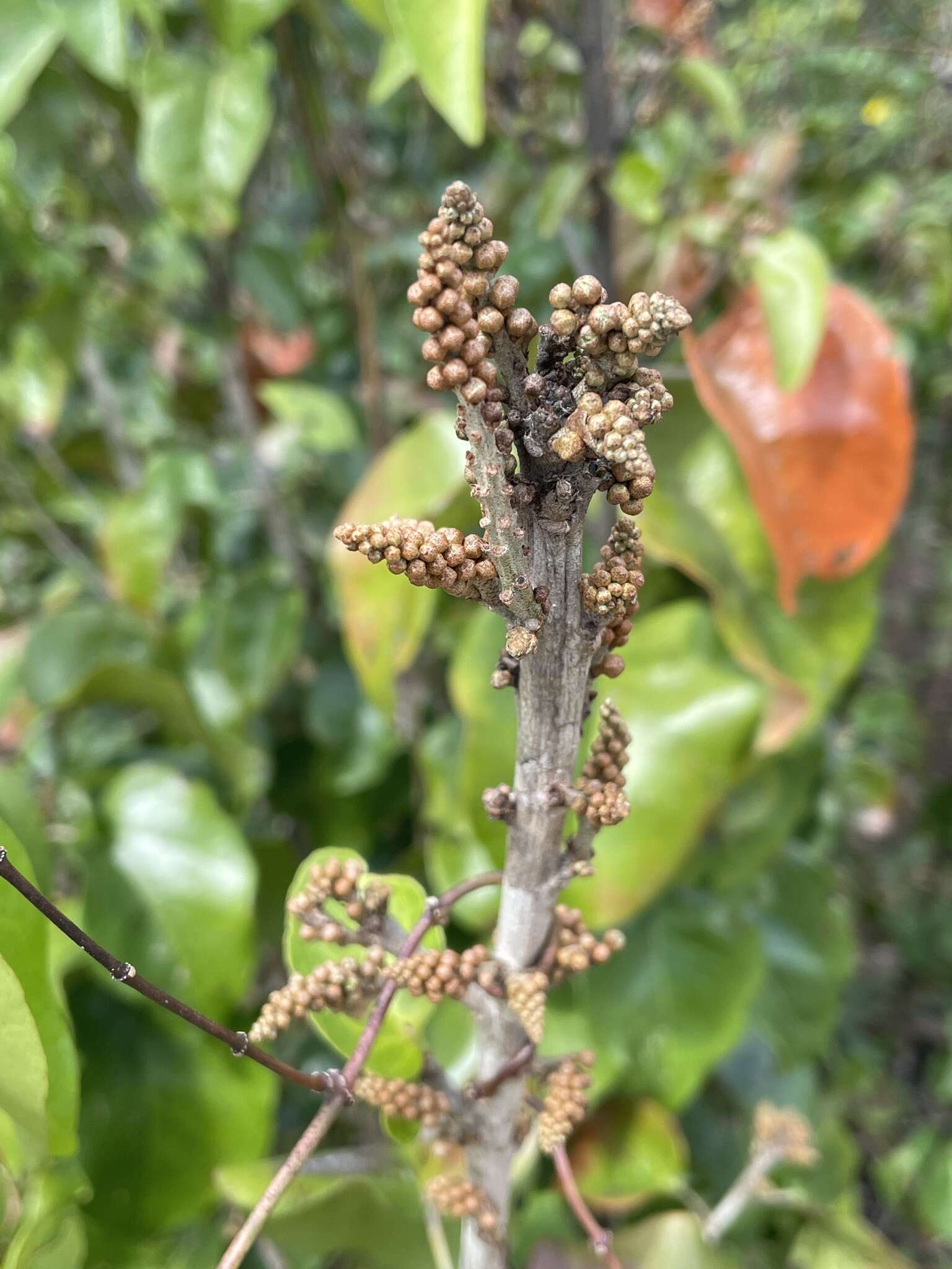 Image of Croton arboreus Millsp.