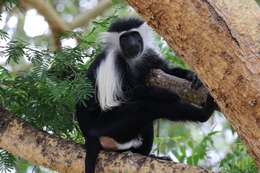 Image of Colobus angolensis palliatus Peters 1868