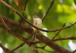 Image of Helmeted Pygmy Tyrant