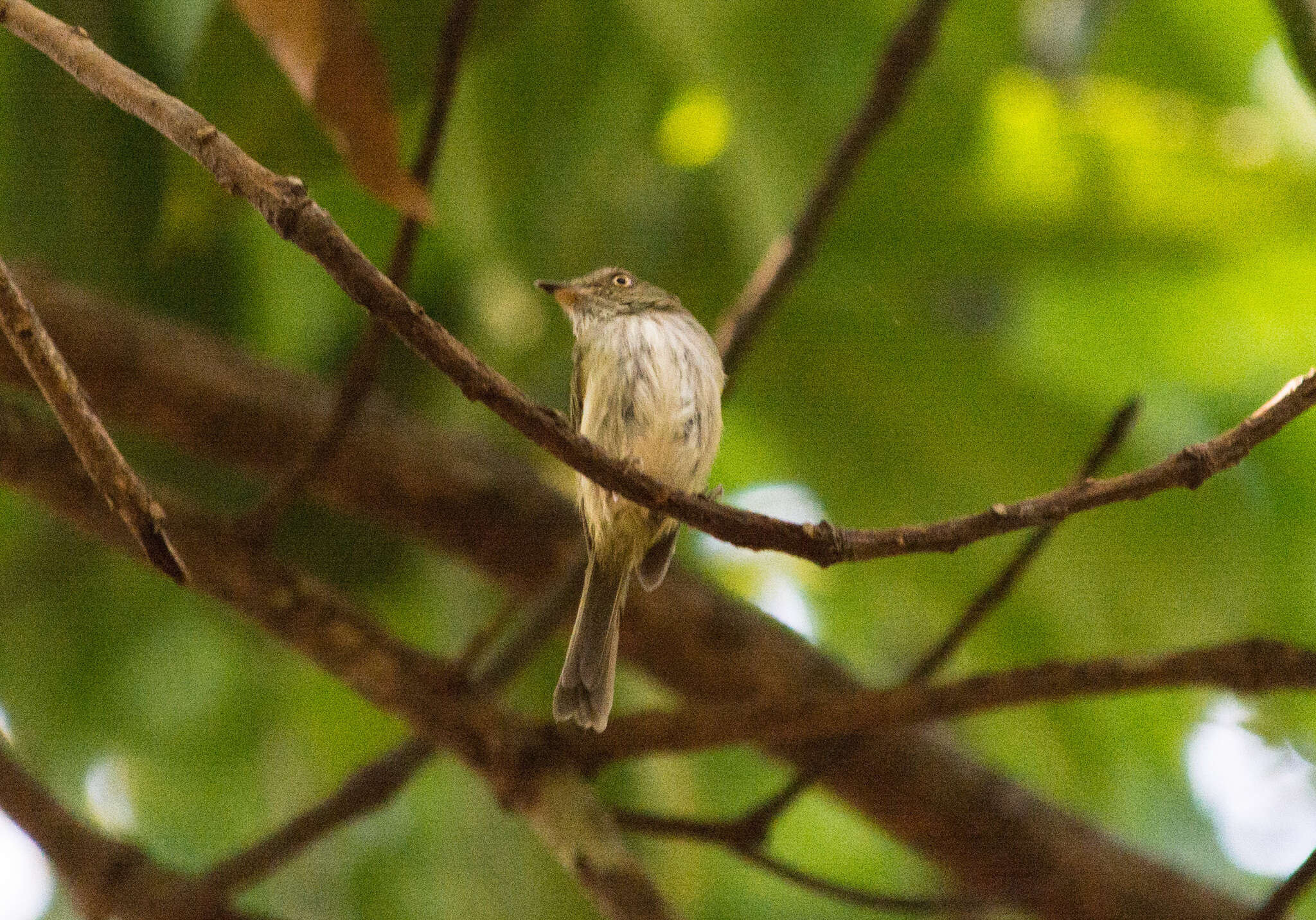 Image of Helmeted Pygmy Tyrant