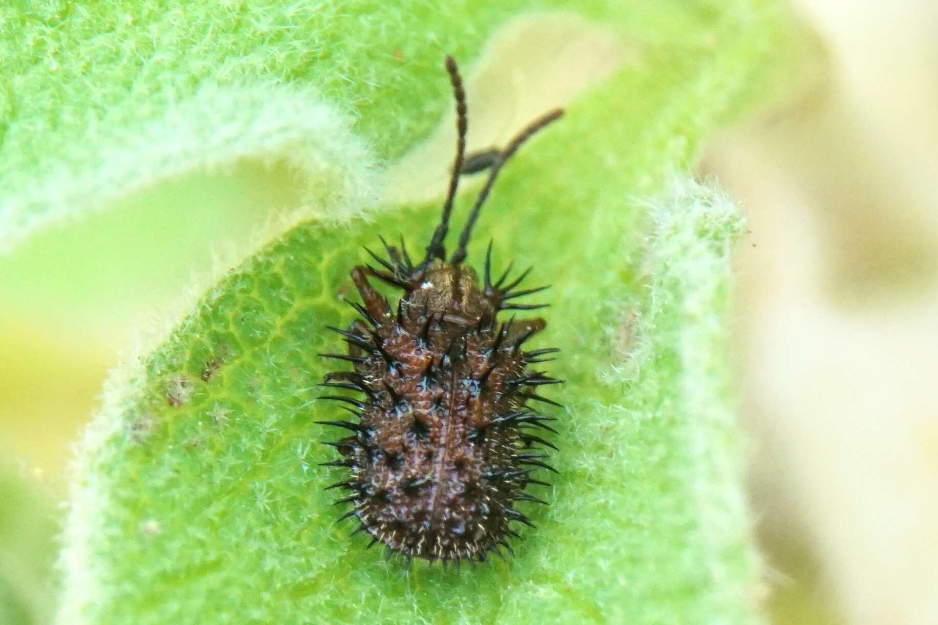 Dicladispa (Dicladispa) testacea (Linnaeus 1767) resmi