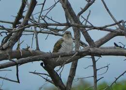 Chrysococcyx basalis (Horsfield 1821) resmi